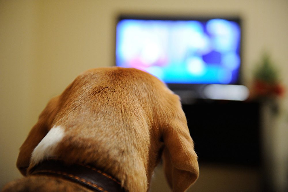 Hund auf dem Sofa vor dem Fernseher