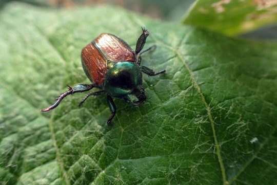Japankäfer auf einem Blatt