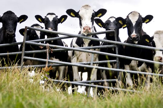 Rinder auf der Weide
