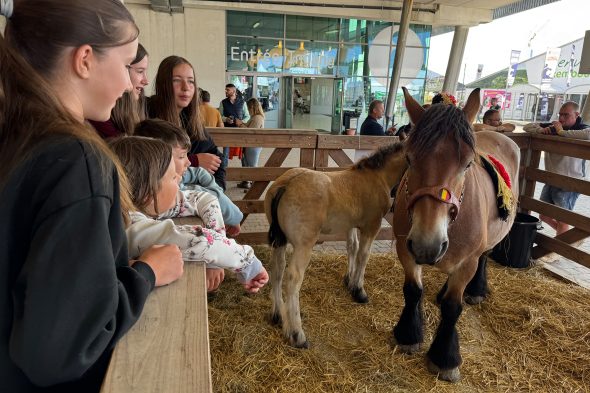 Besucher und Pferde auf der Landwirtschaftsmesse Libramont