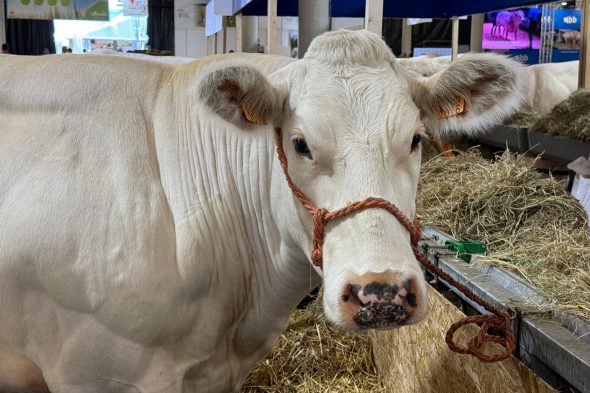 Kühe auf der Landwirtschaftsmesse Libramont
