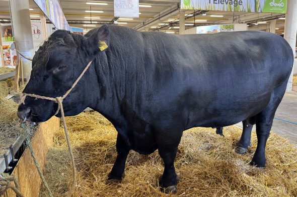 Kühe auf der Landwirtschaftsmesse Libramont