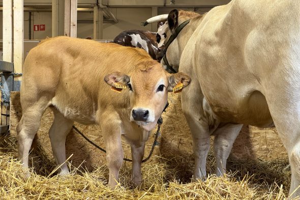 Kühe auf der Landwirtschaftsmesse Libramont