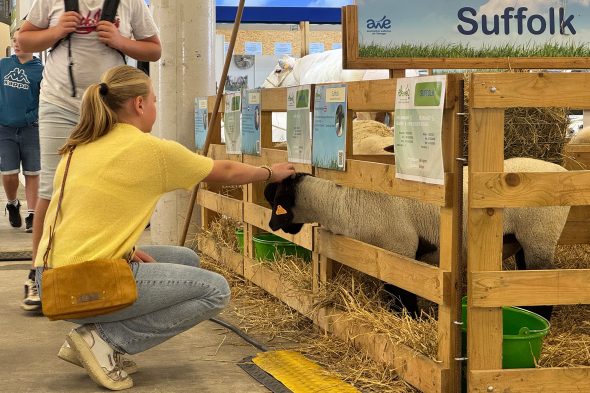 Besucherin der Landwirtschaftsmesse Libramont streichelt ein Schaf