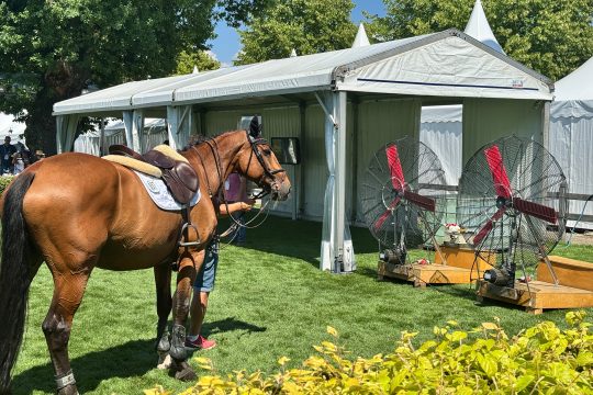 Pferde beim CHIO