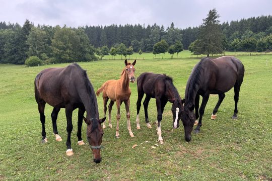 Auf dem Pferdehof in Schlierbach