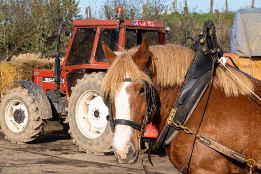 Belgisches Zugpferd beim Tag des Handwerks 2019 in Gilbecq