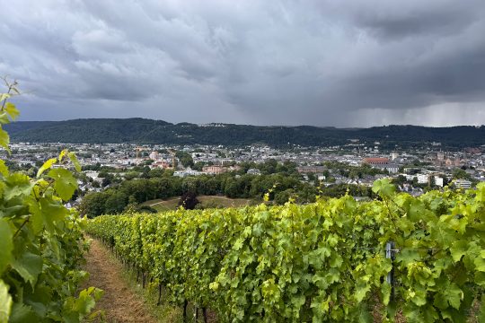 Weinberg am Rand der Stadt Trier