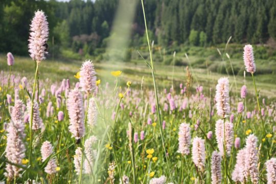 Blumen auf der Wiese von Lothar Vilz, die es ins Finale von "Qu'elle est belle ma prairie!" geschafft hat