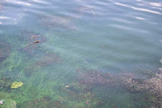 Blaualgen im Albertkanal