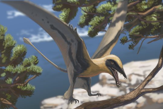 Lebendrekonstruktion des Flugsauriers Eudimorphodon