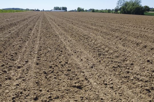 Trockenes Feld wegen Dürre in Flandern