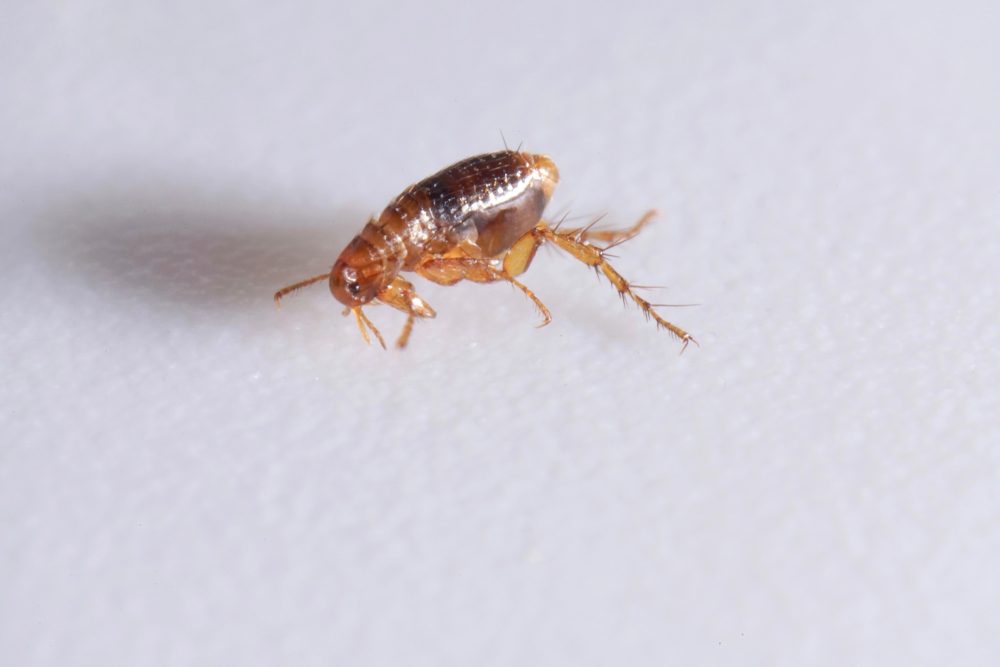 Flöhe können die Pest übertragen