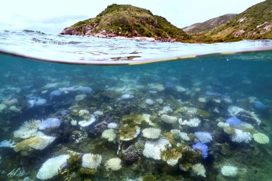 Ausgebleichte tote Korallen am Great Barrier Reef