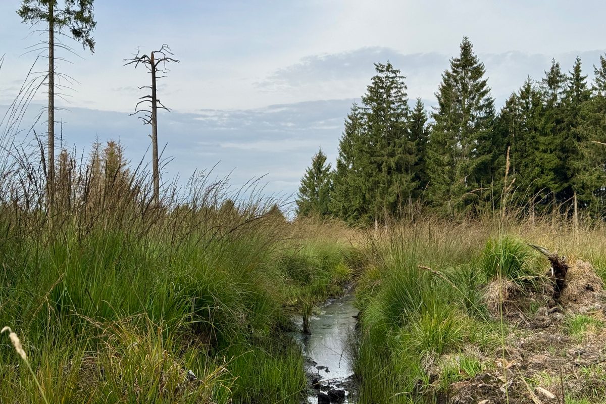 Wassergraben im Hohen Venn