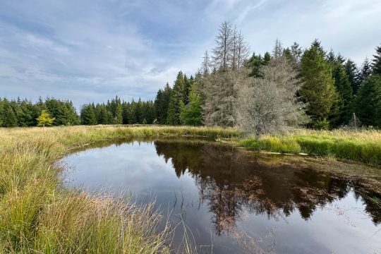 Tümpel im Hohen Venn