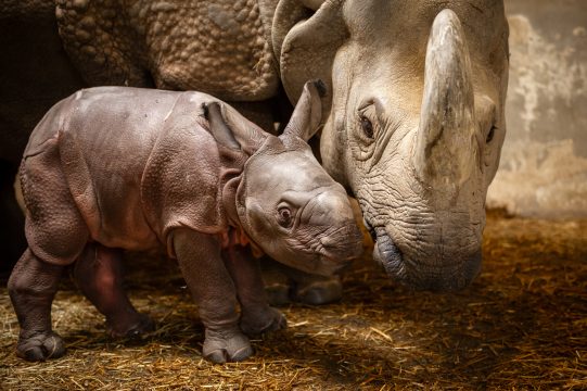 Das indische Nashorn-Baby im Zoo von Planckendael geboren
