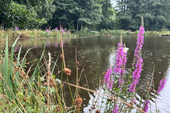Wildblumen an den Rechter Weihern