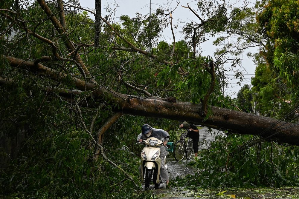 Ein Motorradfahrer versucht, unter einem umgestürzten Baum durchzukommen