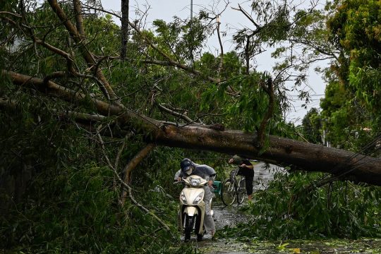 Ein Motorradfahrer versucht, unter einem umgestürzten Baum durchzukommen