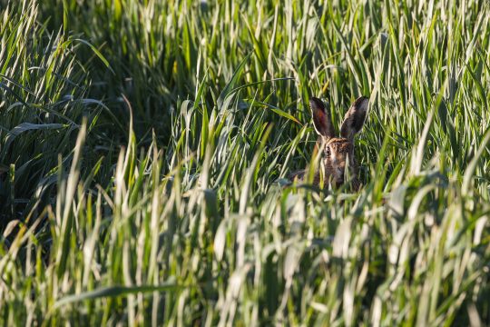 Wildhase in einem Feld
