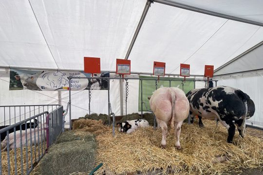 Landwirtschaftsmesse in Battice