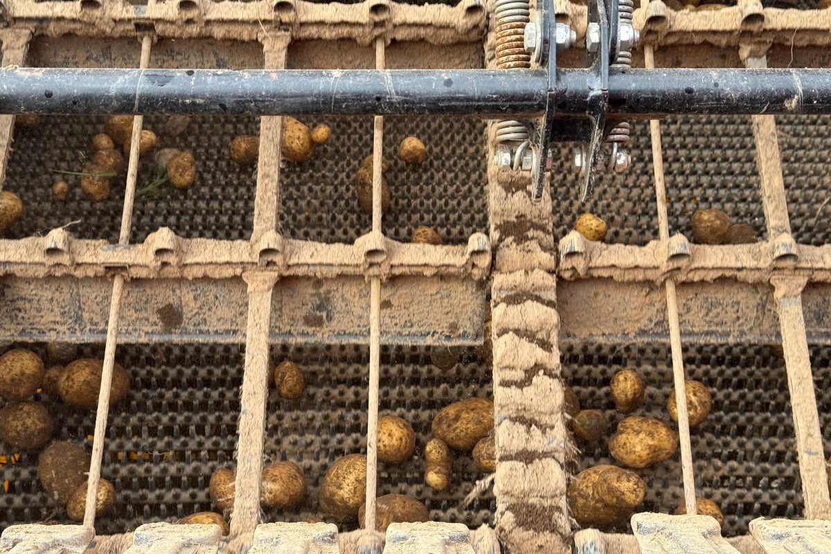 Kartoffeln in der Erntemaschine