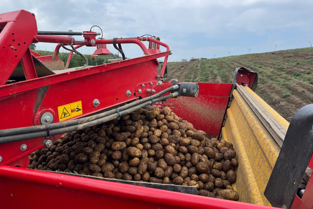 Kartoffeln in der Erntemaschine