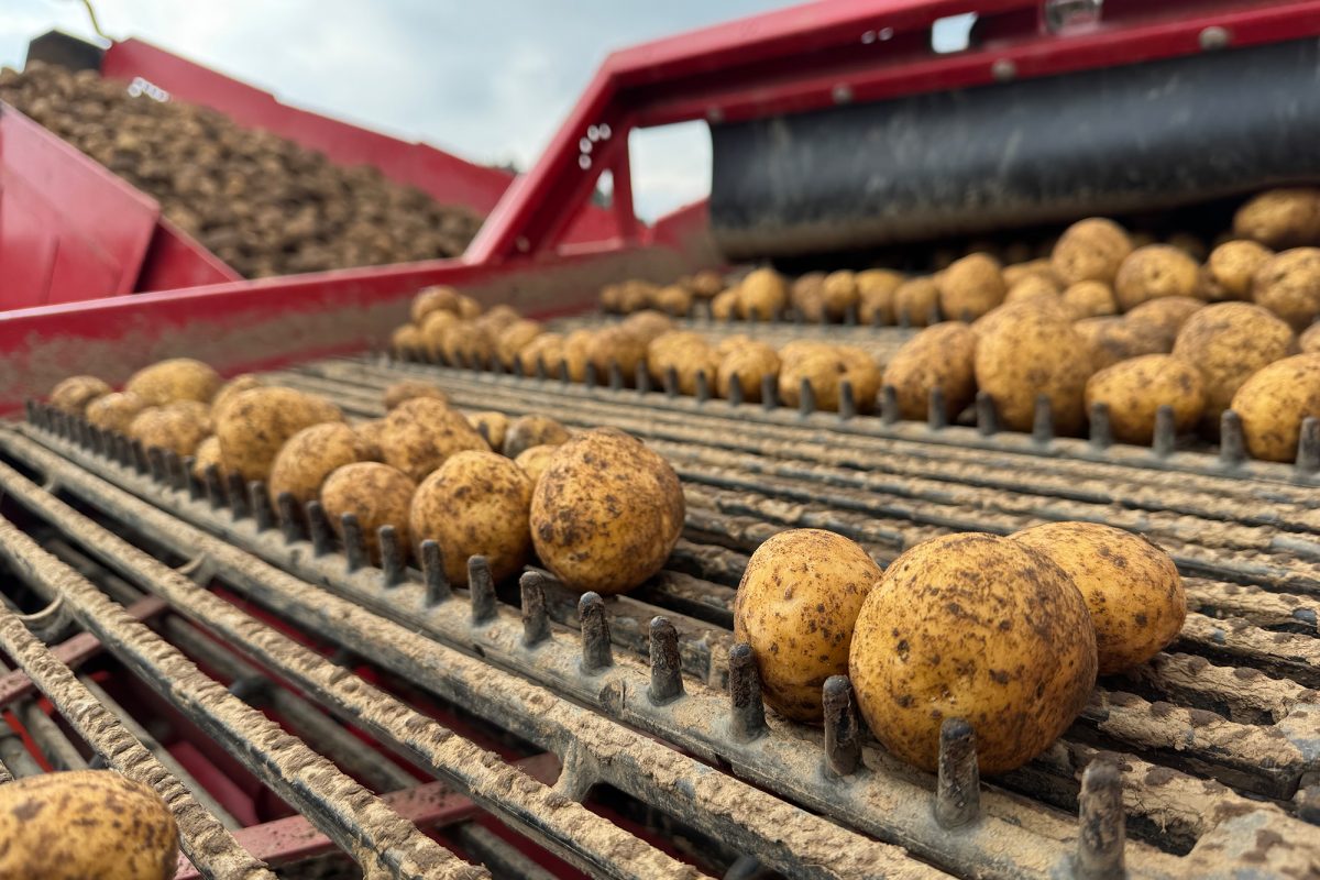 Kartoffeln in der Erntemaschine