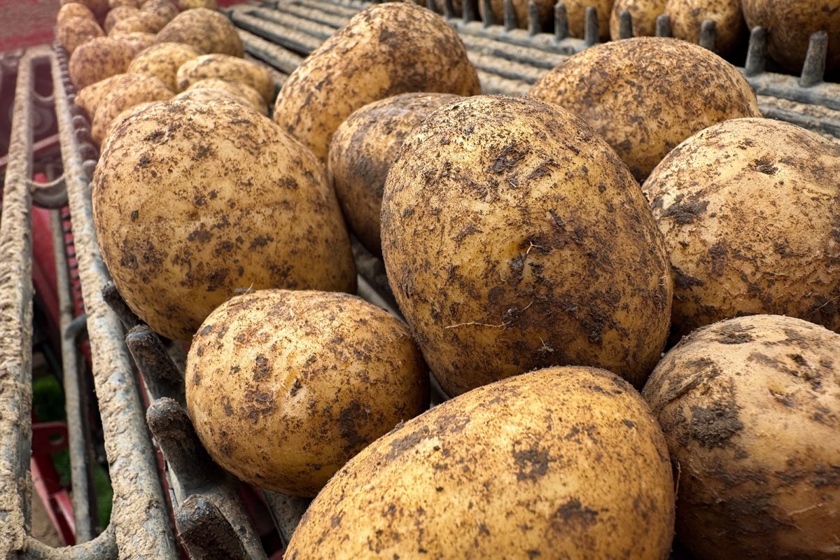 Kartoffeln in der Erntemaschine