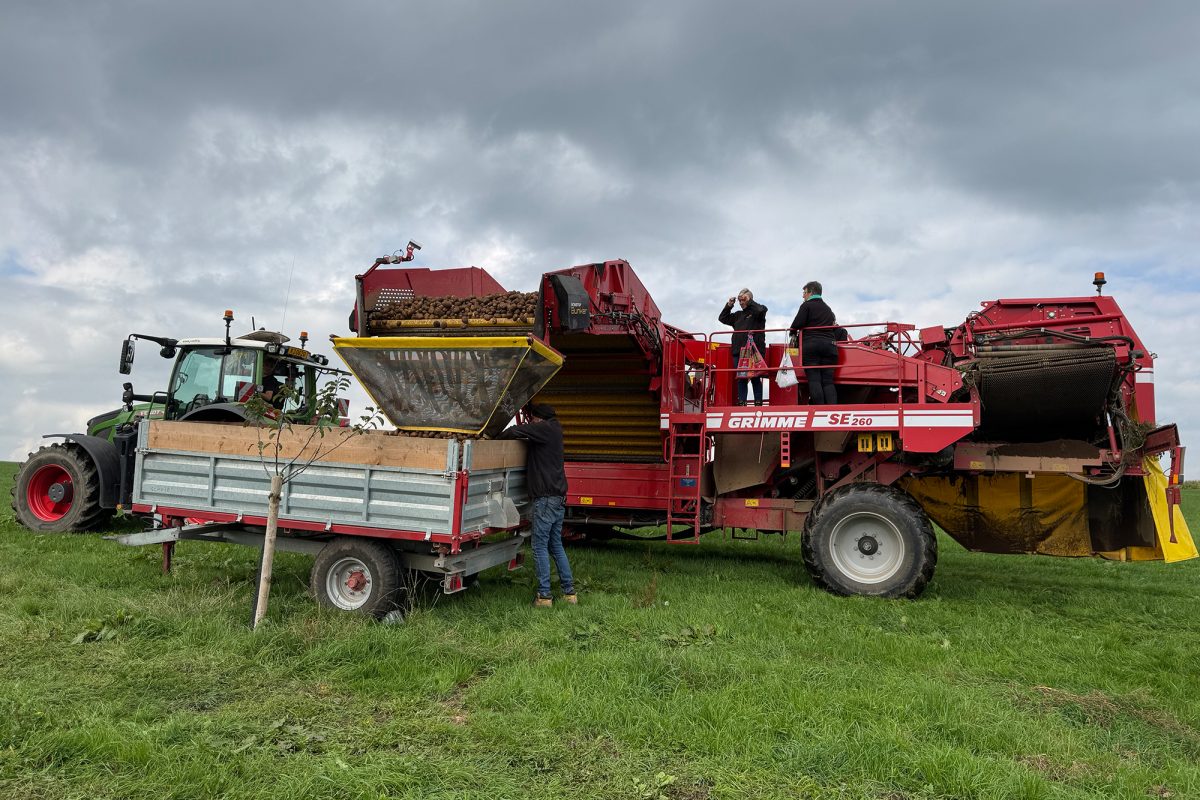 Kartoffeln werden von der Erntemaschine aus in einen Hänger geschüttet