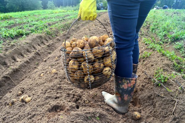 Eine Person ist bei der Kartoffelernte und bereits viele Kartoffeln in einem metallenen Tragekorb gesammelt