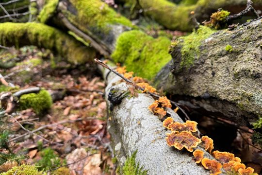 Pilze im Wald
