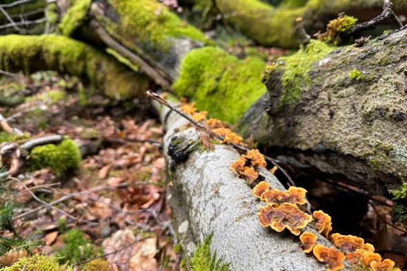 Pilze im Wald