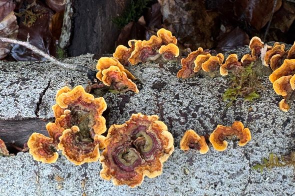 Pilze im Wald