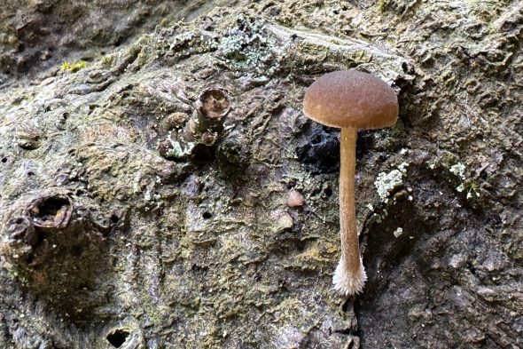 Pilze im Wald