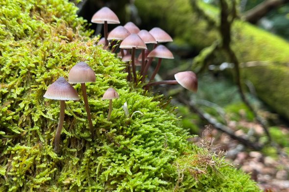 Pilze im Wald