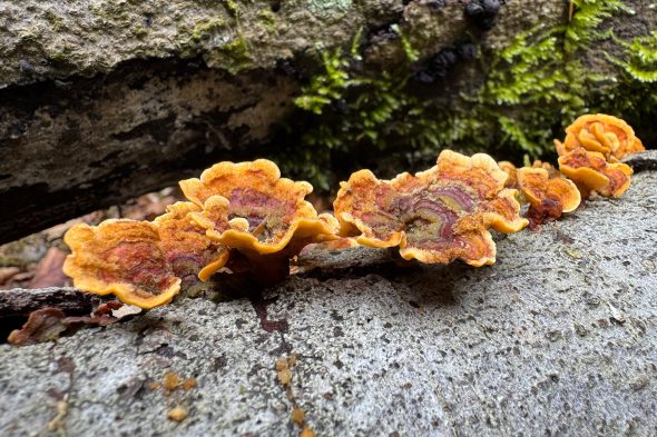 Pilze im Wald
