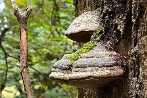Pilze im Wald