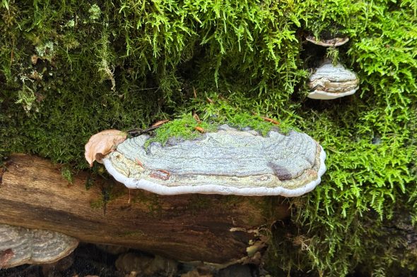 Pilze im Wald