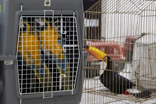 Zwei Aras und ein Tukan in Käfigen