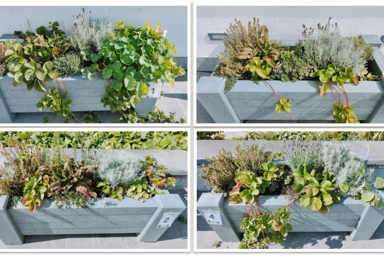 Torffrei gärtnern in der Stadt Eupen