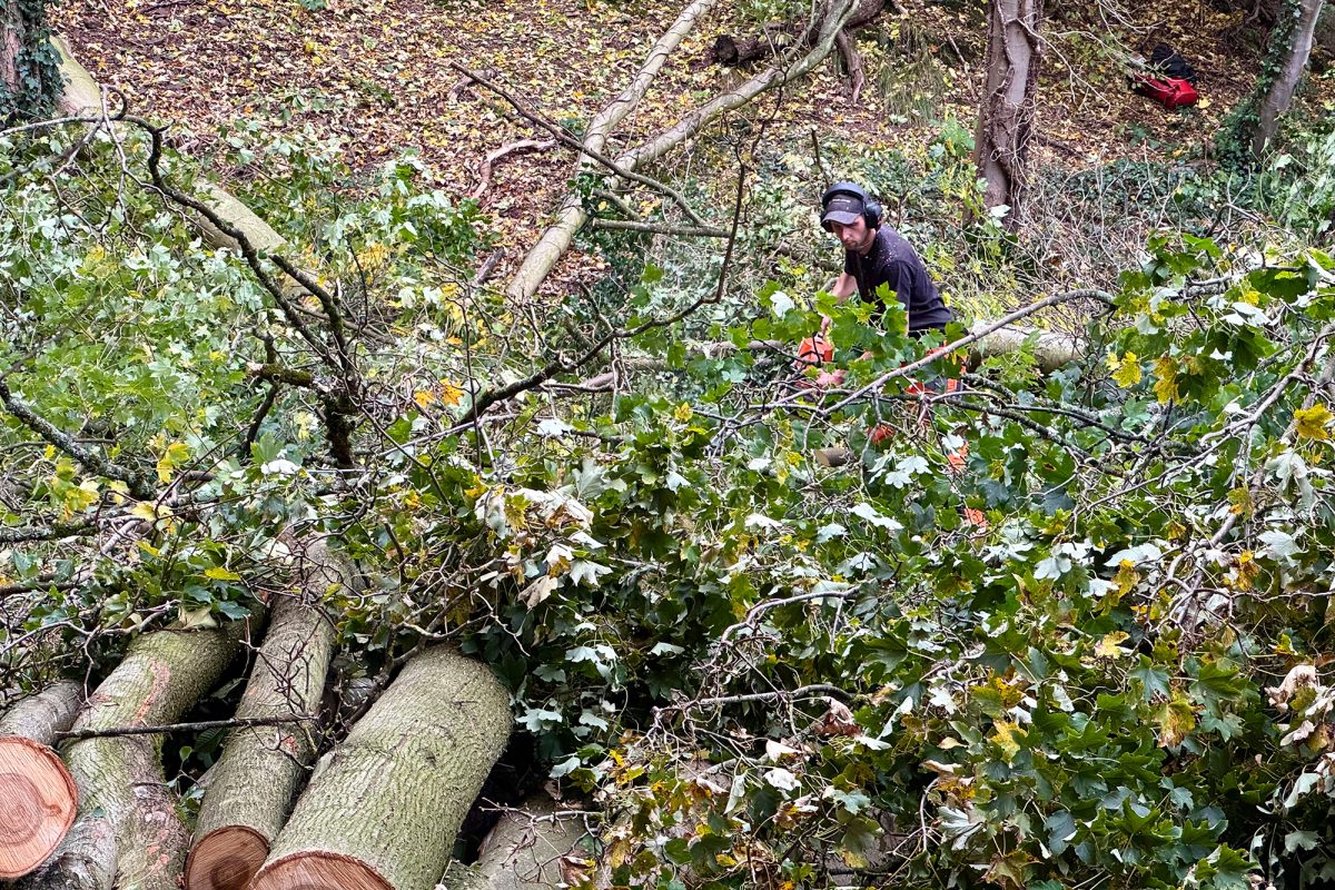 Ein Holzfäller sägt einen bereits gefällten Baum in kleine Stücke