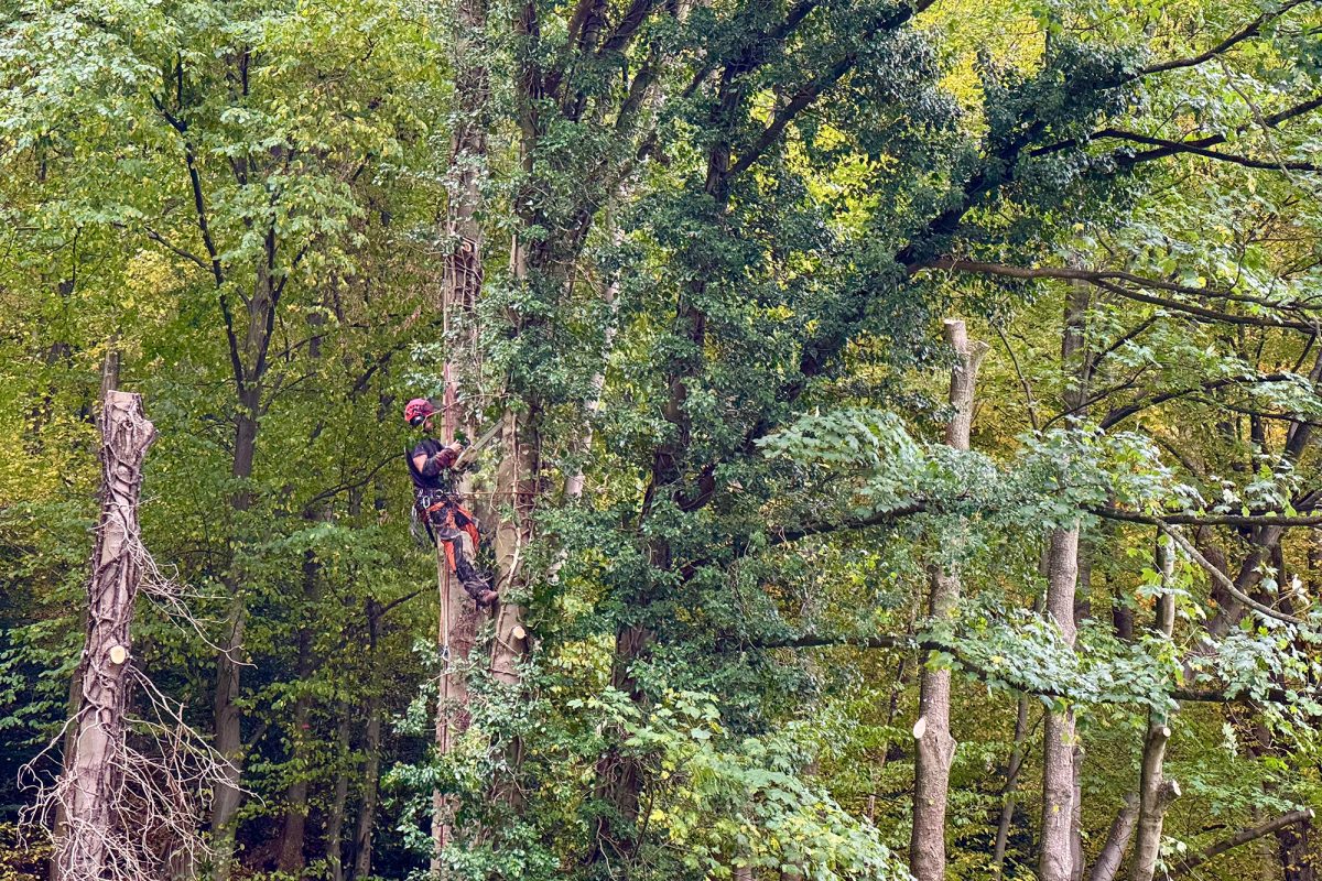Ein Holzfäller hängt angeseilt in einem Baum