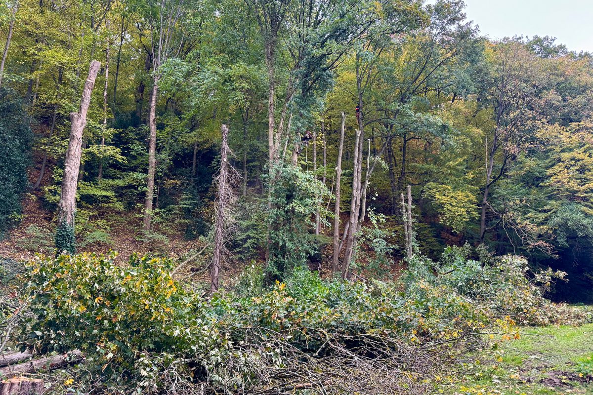 Bäume am Schorberg, einige sind schon gefällt, an anderen laufen vorbereitende Arbeiten durch Holzfäller