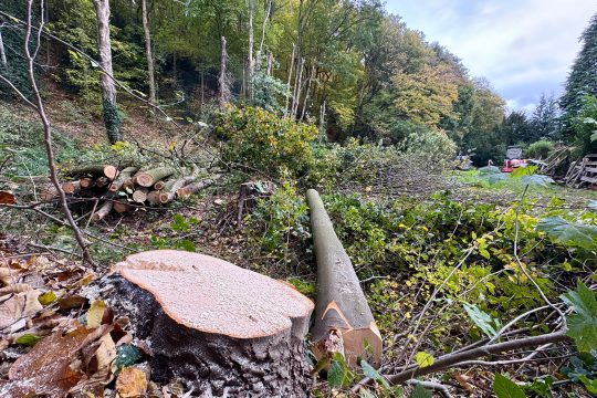 Überreste gefällter Bäume