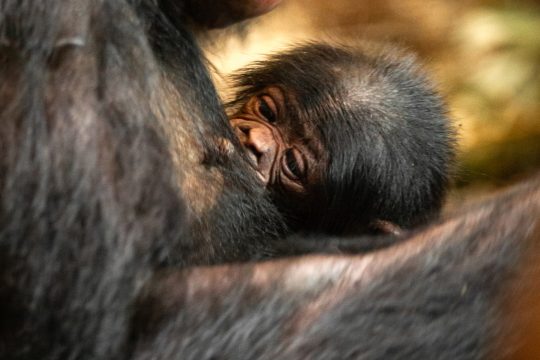 Das Bonobo-Baby auf dem Arm seiner Mutter