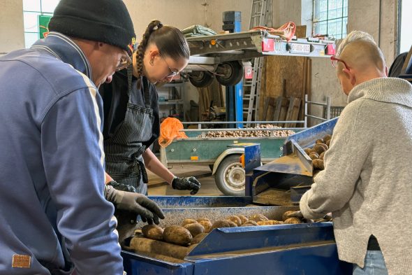 Familie Wangen sortiert Kartoffeln