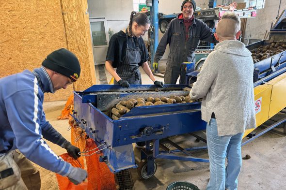 Familie Wangen sortiert Kartoffeln