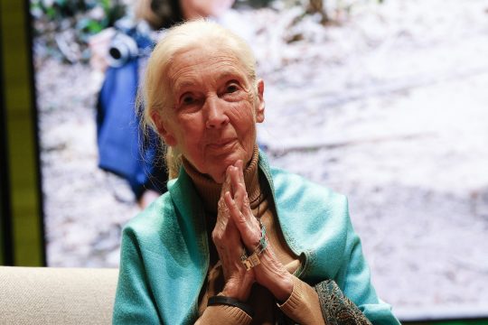 Die britische Schimpansen-Forscherin Jane Goodall ist im Alter von 91 Jahren gestorben